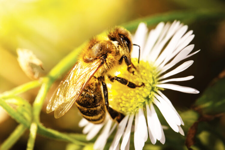 The buzz about the bees